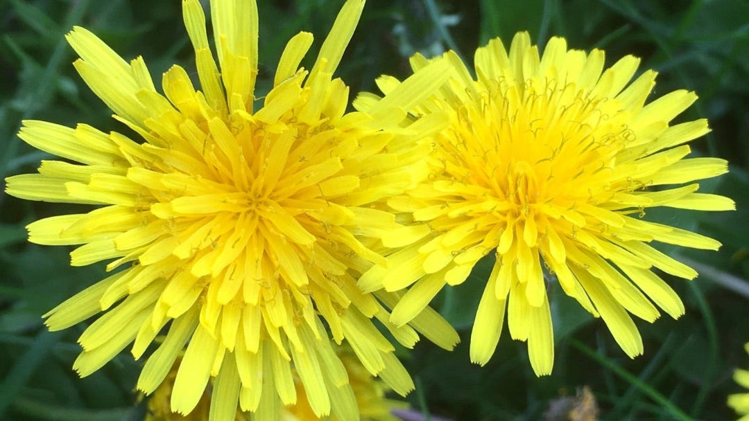 Phytoterapi - opfølgning 30-60 min.